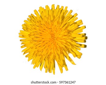 Dandelion (Taraxacum Officinale) Isolated. Yellow flower isolated. White background.