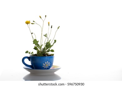 Dandelion In Teacup. White Background.