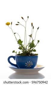 Dandelion In Teacup. White Background.