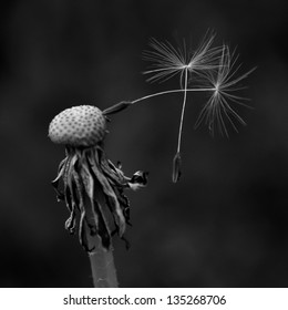 Dandelion with two last seeds in black and white, one seed holding on second