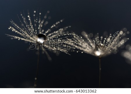 Dandelion with water drops. Artistic image. Selective focus.