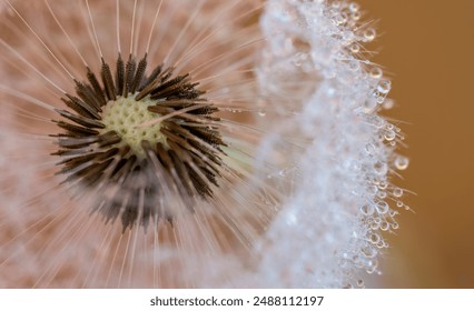 Dandelion with water drops in close-up. - Powered by Shutterstock