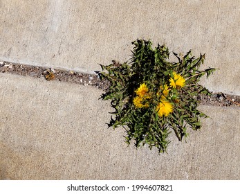 Dandelion Weed Growing In Sidewalk Crack Green And Yellow