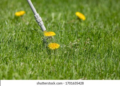 Dandelion weed in lawn and spraying weed killer herbicide. Home lawn care landscaping concept - Shutterstock ID 1701635428