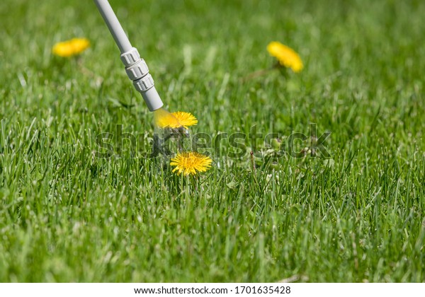 Dandelion weed in lawn and spraying\
weed killer herbicide. Home lawn care landscaping\
concept