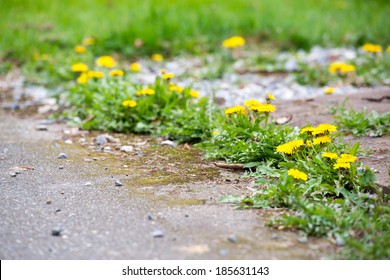 Dandelion Weeds Growing Along Sidewalk And Fence