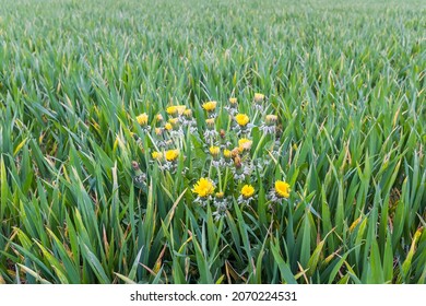 Dandelion Weeds Growing In A Green Field Of Crops, UK. Agriculture Weed Control And Organic Farming Concept