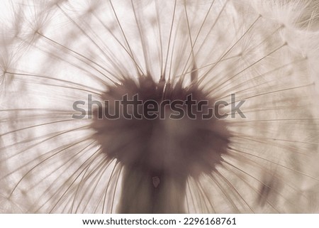 Similar – Foto Bild Herbstmohn Natur Pflanze