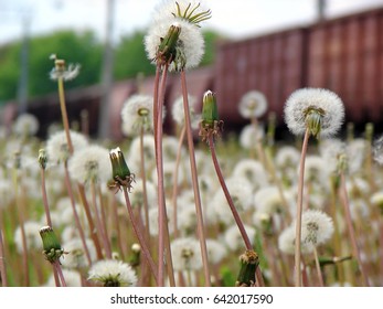 Dandelion With White Head And Rail Car In Background.