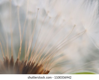 dandelion white seeds