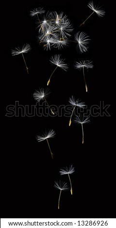 dandelion in the wind