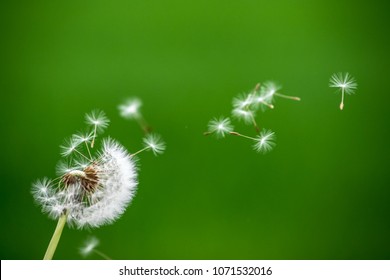 Dandelion Wind Blow