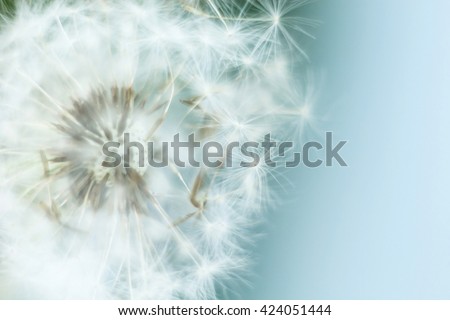 dandelion in the wind, macro
