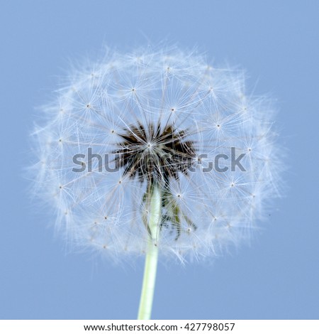 dandelion wish