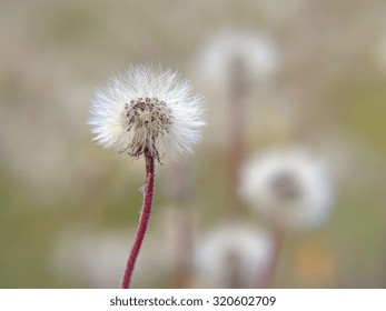 dandelion of withered daisy; shallow depth of field