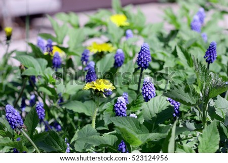 Similar – Image, Stock Photo Goutweed with its blue lily flowers is an important medicinal plant