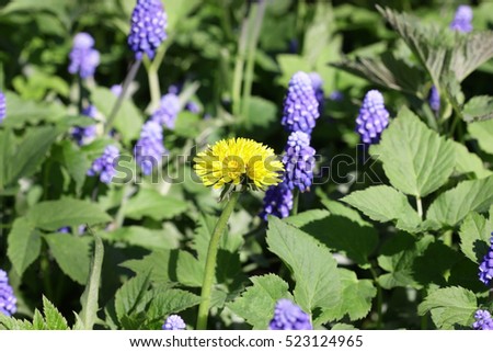 Similar – Image, Stock Photo Goutweed with its blue lily flowers is an important medicinal plant