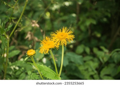 Dandelion. Yellow flower. Mountain plants. Blooming flower. - Powered by Shutterstock