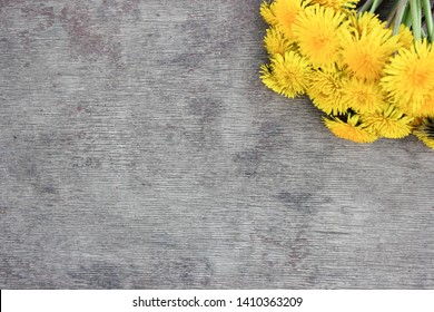 dandelion yellow  summer