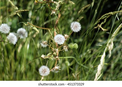 Dandelions