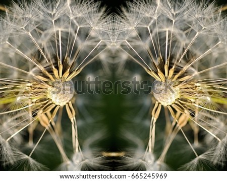 Similar – dandelion Life Harmonious