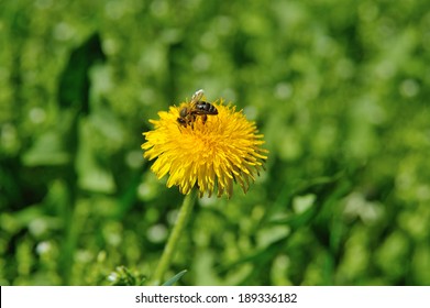 Dandelions and bee