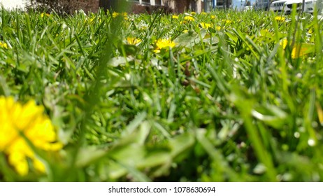 Dandelions Between Grass Blades 