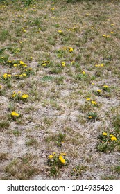 Dandelions Blossom In Dead Lawn