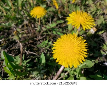 Dandelions. A bright dandelion head on the ground. Yellow dandelion. A large dandelion with green leaves.