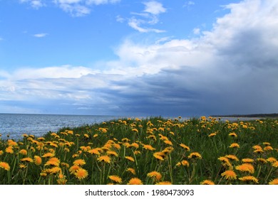 Dandelions by the sea before the storm