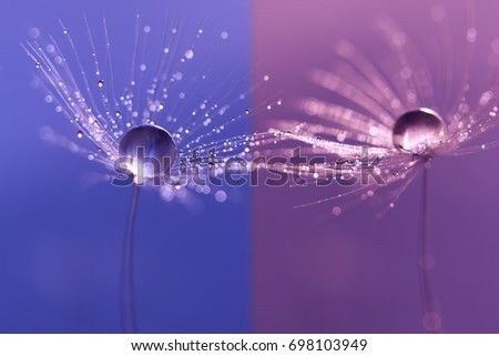 Dandelions with dew drops on a double backdrop . Macro of a dandelion on purple and blue background. Water drops on dandelion seeds.