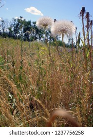 dandelions in the field