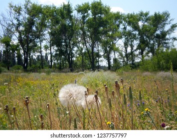 dandelions in the field