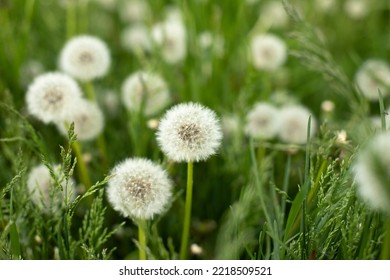 Dandelions in field. Plant in spring. Details of summer nature. Dandelion with fluff.