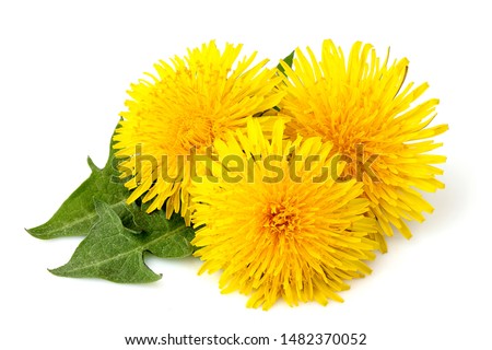 Dandelions flowers with dandelion leaf isolated on white background.