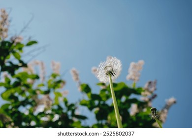 Dandelion's fluff closeup. Dandelions at sky background. Freedom to Wish. Hope and dreaming concept. Blue sky and a white ball of dandelion seeds from which were carried from the wind. - Powered by Shutterstock