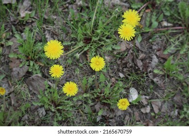 Dandelions In Full Bloom In The Summer In Rural Manitoba, Canada