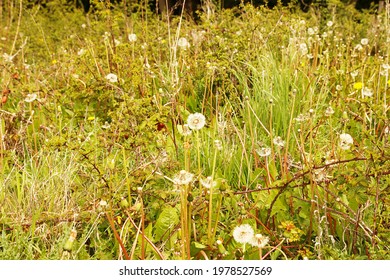 488 Bramble weed Images, Stock Photos & Vectors | Shutterstock