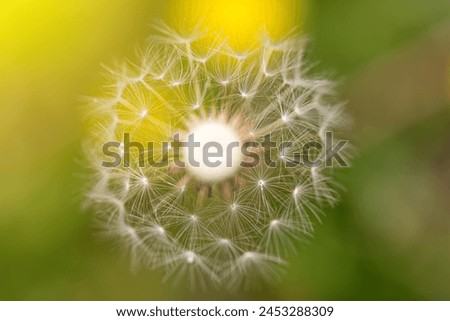 Similar – dandelion Life Harmonious