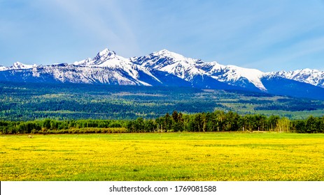 Dandelions in a meadow in the Cariboo Mountains near Valemount, British Columbia at Blackman Rd between Tête Jaune Cache and Valemount, BC, Canada	