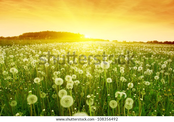 Dandelions Meadow During Sunset Stock Photo (Edit Now) 108356492