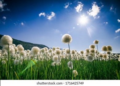 Dandelions in Norway. White fluffy flowers in the mountains of Norway. Nature of the Arctic in summer
