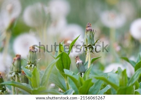 Dandelions. Plantation of beautiful flowers, mother and stepmother. Medicinal plants, insemination period. Beautiful background. Stock photo © 