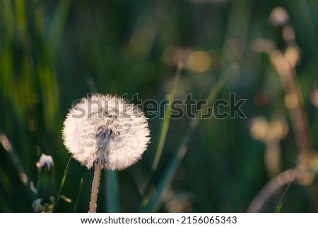 Dandelions. Plantation of beautiful flowers, mother and stepmother. Medicinal plants, insemination period. Beautiful background. Stock photo © 