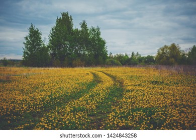 Dandelions Show Me The Way