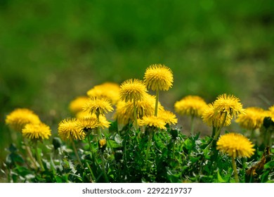 Dandelions in the tall grass. Green field with yellow dandelions. Closeup of yellow spring flowers. Shallow depth of field. - Powered by Shutterstock