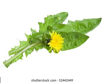 1,207 Lion tooth flower Images, Stock Photos & Vectors | Shutterstock