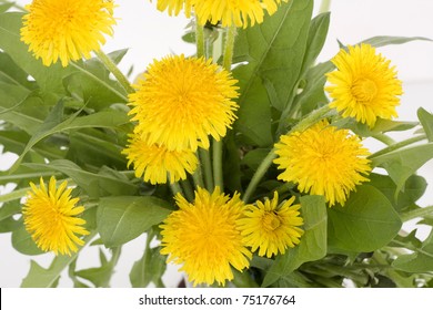 Dandelions (taraxacum Officinale)