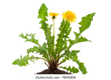 Dandelions (taraxacum Officinale)