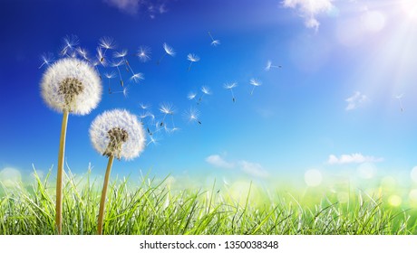 Dandelions With Wind In Field - Seeds Blowing Away Blue Sky
